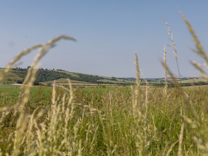 Wiltshire Photography Holiday - Cranborne chase grass
